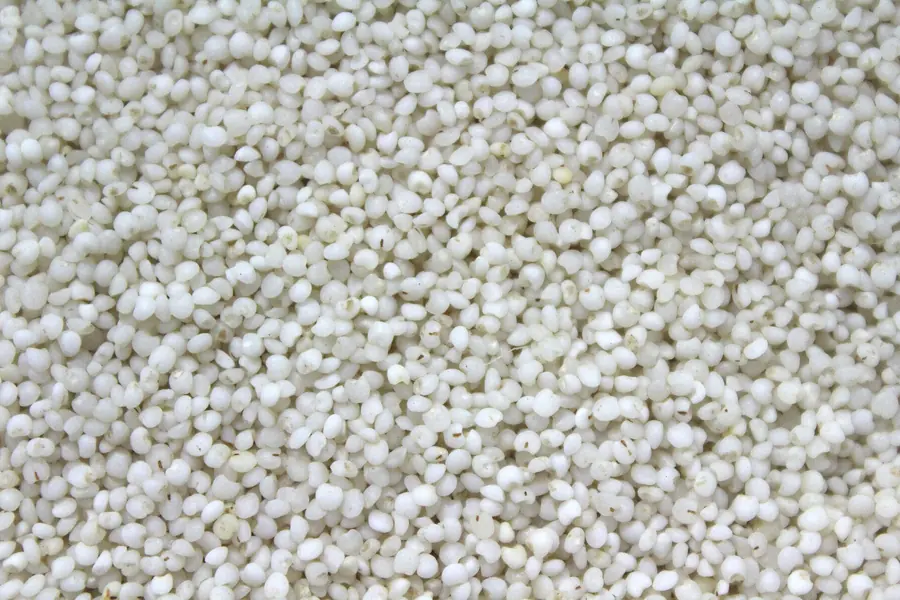 Close-up of white millet grains